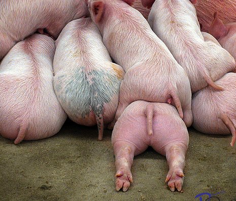 TopLab Pig Tails Image